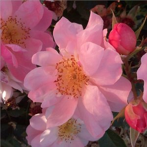 Прасковен розов с розов ръб - Грандифлора–рози от флорибунда